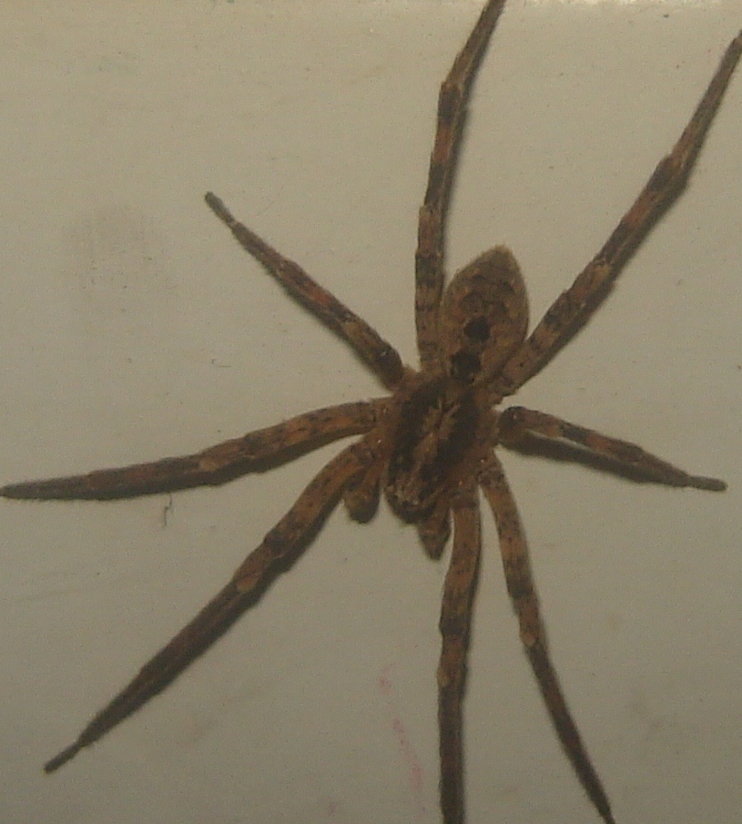 Zoropsis sp.